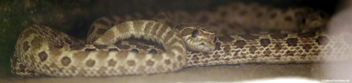 Heterodon nasicus-1