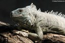 Iguana iguana