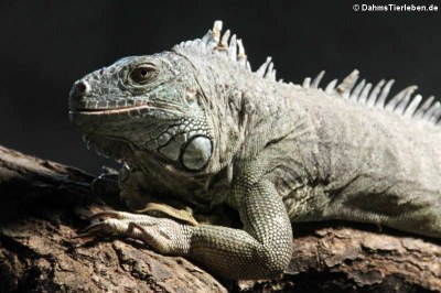 Iguana Iguana
