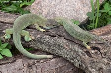 Östliche Smaragdeidechse (Lacerta viridis) im Reptilium Landau