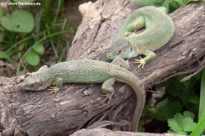 Östliche Smaragdeidechse (Lacerta viridis)