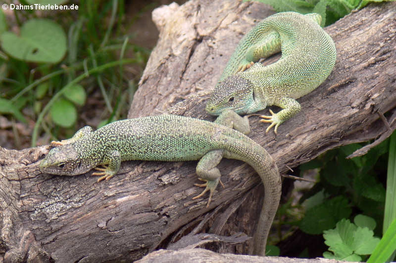 Lacerta viridis