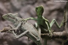 Kronenbasilisken (Laemanctus longipes) im Reptilium Landau
