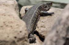 Felsenschildechse (Matobosaurus validus) im Reptilium Landau