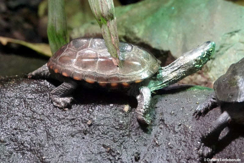 Mauremys reevesii