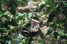Bredls Python (Morelia bredli) im Reptilium Landau