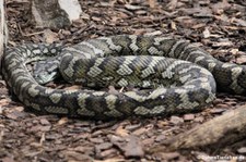 Nordwestlicher Teppichpython (Morelia spilota variegata) im Reptilium Landau