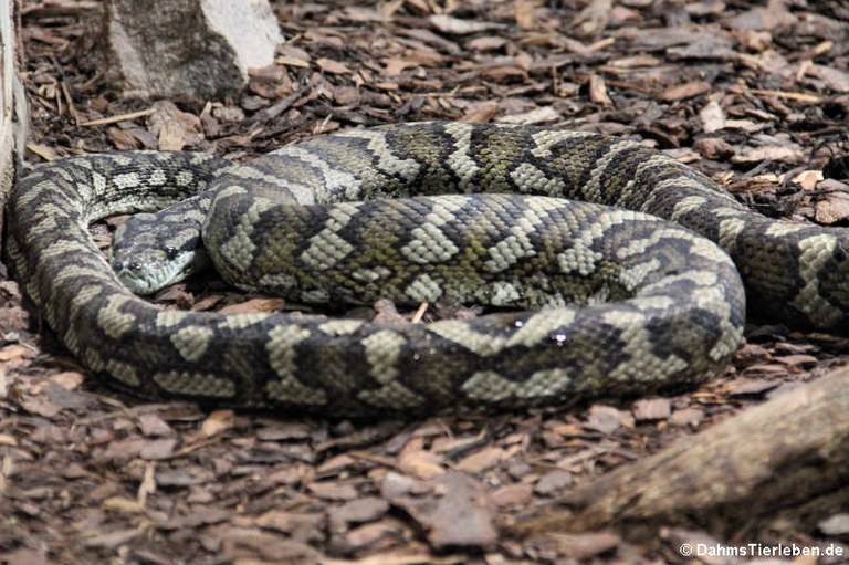 Morelia spilota variegata