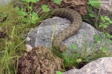 Würfelnatter (Natrix tessellata) im Reptilium Landau