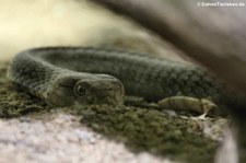 Königskobra (Ophiophagus hannah) im Reptilium Landau