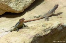 Grandidiers Madagaskarleguan (Oplurus grandidieri) im Reptilium Landau