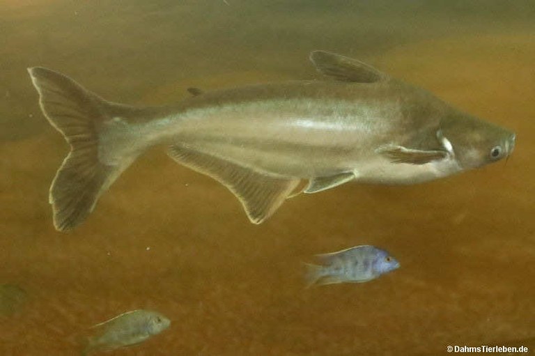 Pangasianodon hypophthalmus