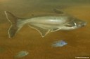 Pangasianodon hypophthalmus