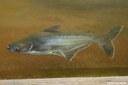 Pangasianodon hypophthalmus