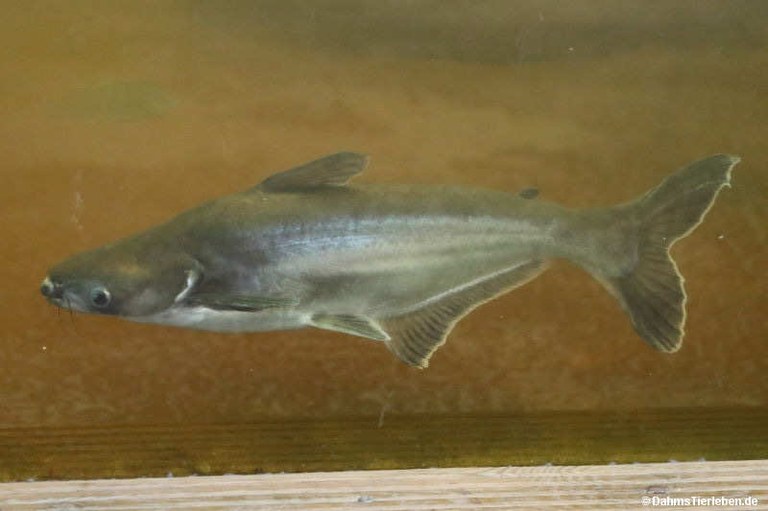 Pangasianodon hypophthalmus