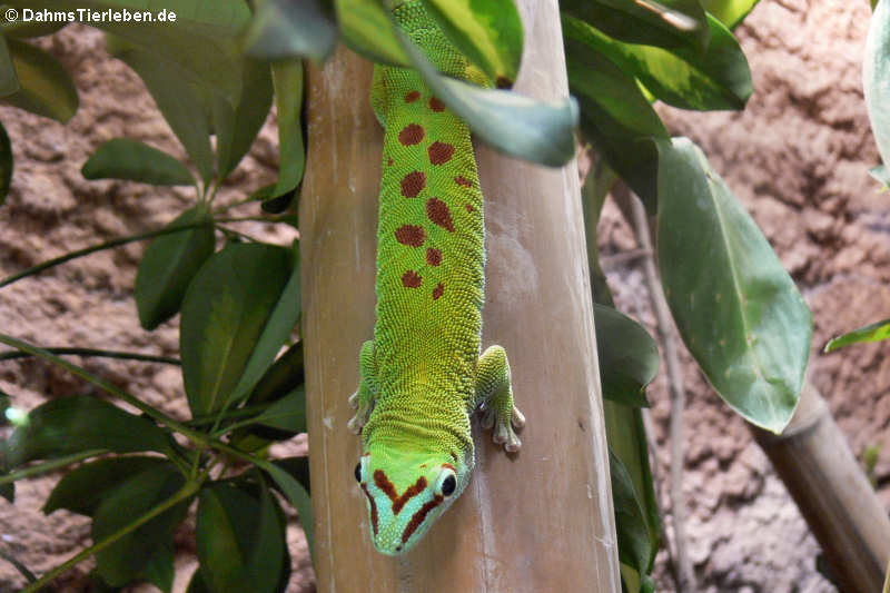 Phelsuma grandis