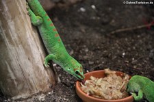 Großer Madagaskar Taggecko (Phelsuma grandis) im Reptilium Landau