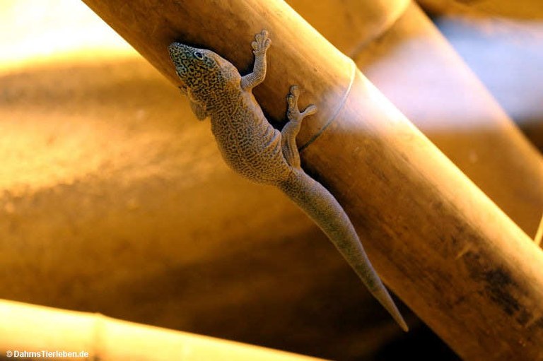 Phelsuma standingi