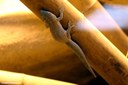 Phelsuma standingi
