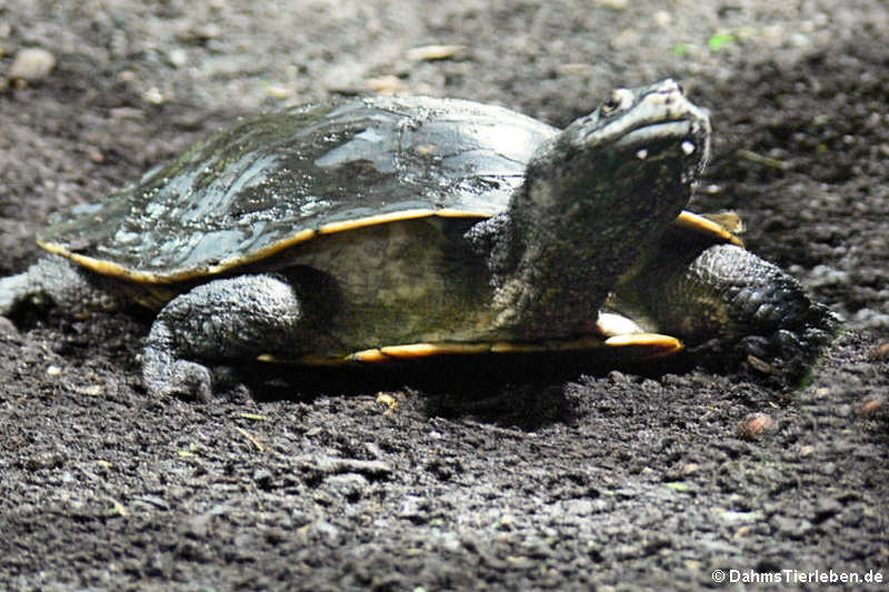 Dunkle Krötenkopfschildkröte (Phrynops geoffroanus)