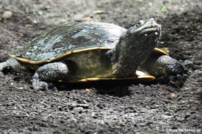 Dunkle Krötenkopfschildkröte (Phrynops geoffroanus)