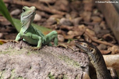 Ein Waran begegnet einer Grünen Wasseragame (Physignathus cocincinus)