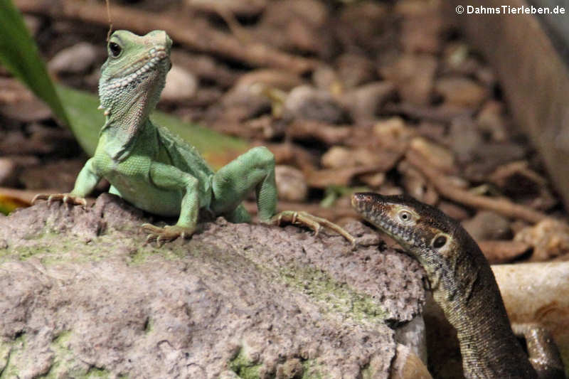 Ein Waran begegnet einer Grünen Wasseragame (Physignathus cocincinus)