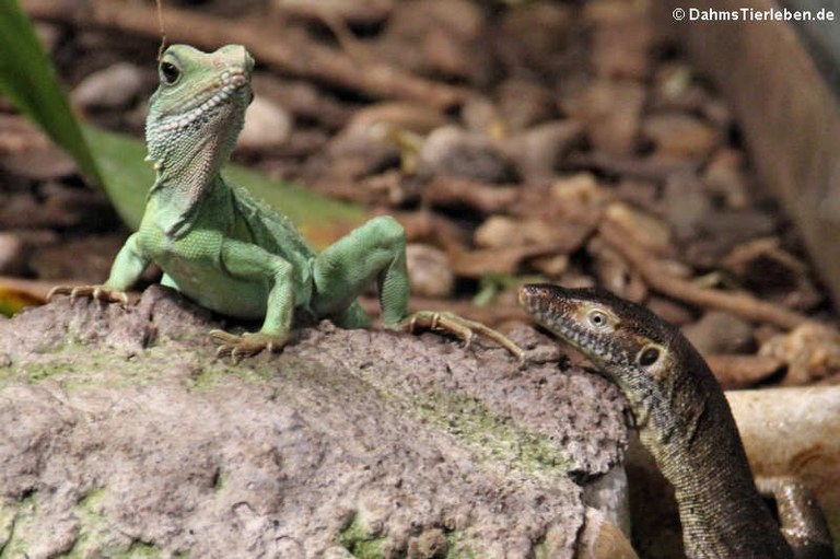 Physignathus cocincinus