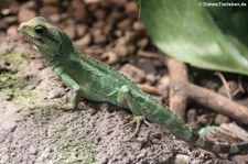 Grüne Wasseragame (Physignathus cocincinus) im Reptilium Landau