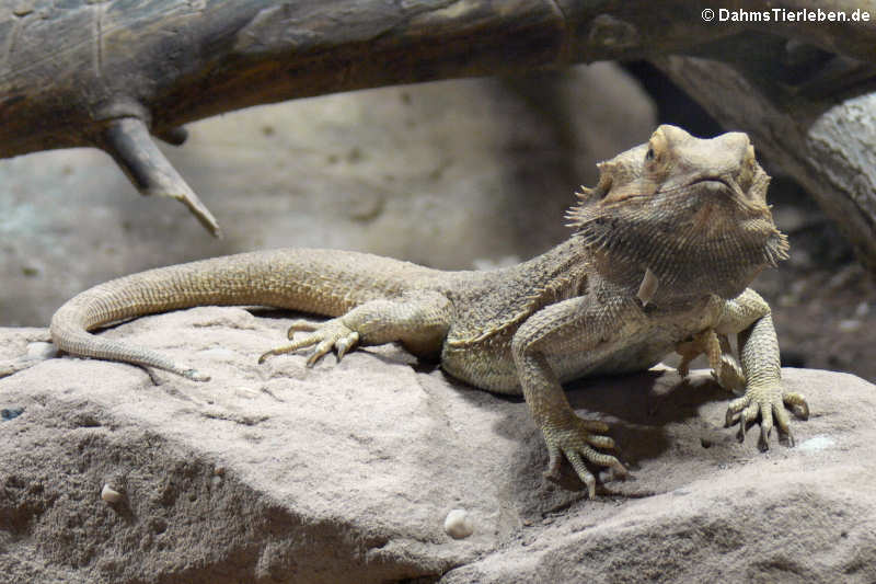 Bartagame (Pogona vitticeps)