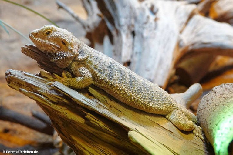 Pogona vitticeps