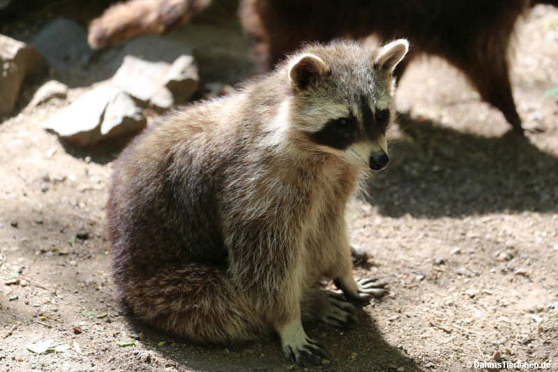 Procyon lotor