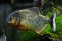 Pygocentrus nattereri