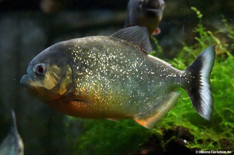 Pygocentrus nattereri