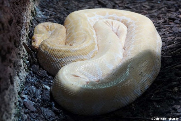 Python bivittatus