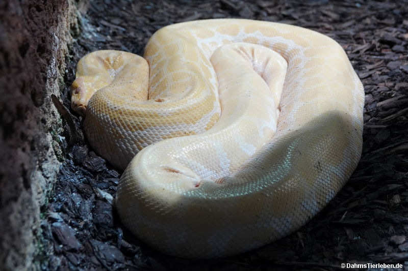 Python bivittatus