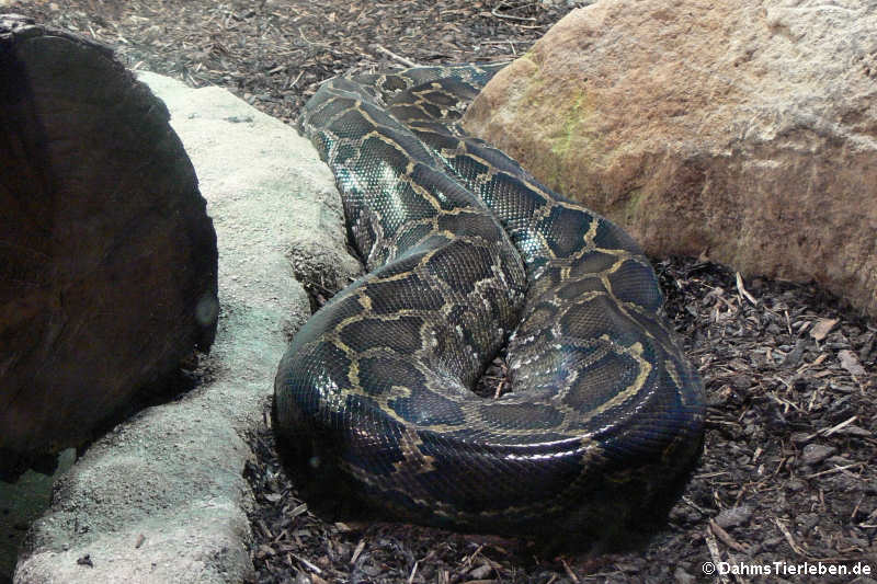 Python bivittatus