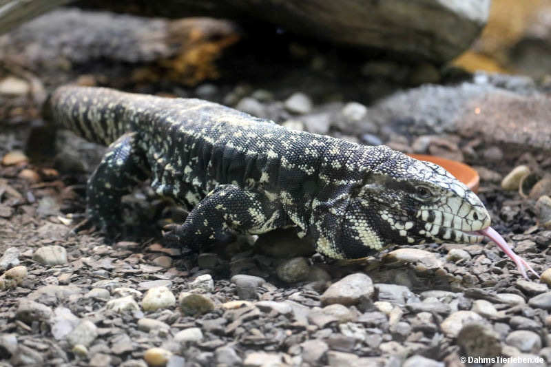 Salvator merianae-4