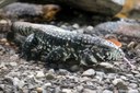Salvator merianae