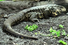 Schwarz-Weißer Teju (Salvator merianae) im Reptilium Landau