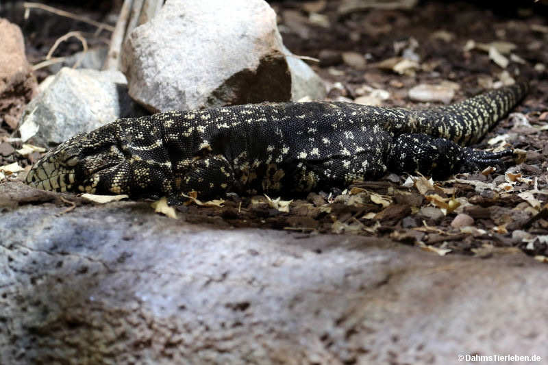 Salvator merianae-5