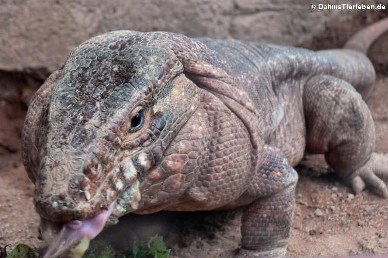 Roter Teju Salvator rufescens-2