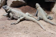 Stacheliger Riesenchuckwallas (Sauromalus hispidus) im Reptilium Landau