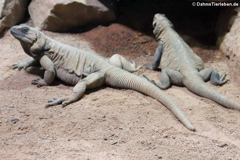 Stacheliger Riesenchuckwallas Sauromalus hispidus-2