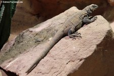 Stachel-Chuckwalla (Sauromalus hispidus) im Reptilium Landau