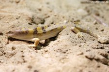 Apothekerskink (Scincus scincus) im Reptilium Landau