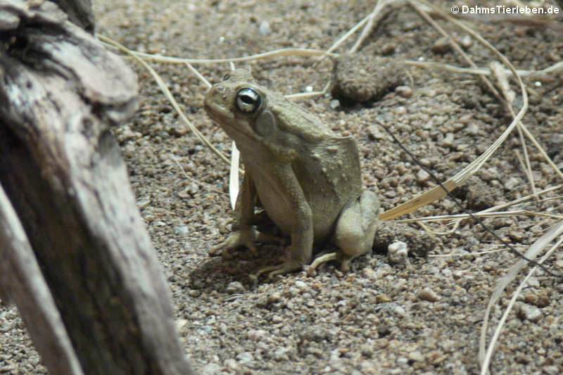 Pantherkröte Sclerophrys regularis-2