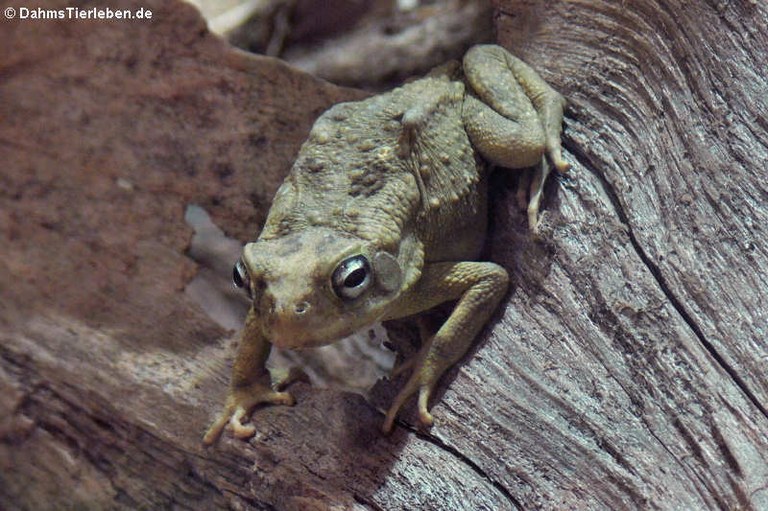 Sclerophrys regularis