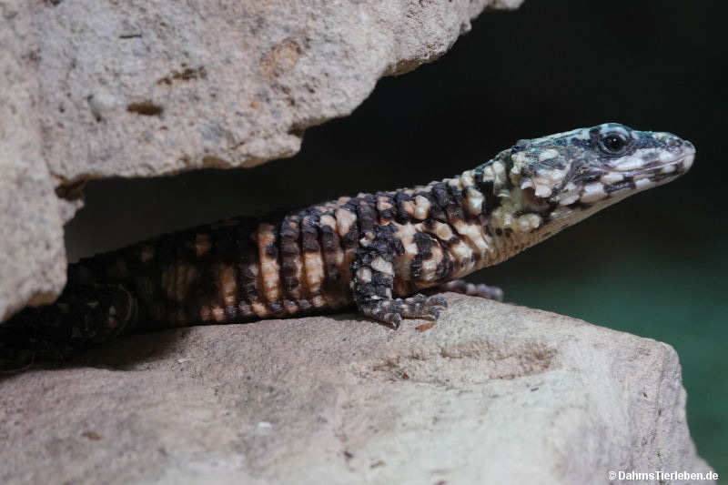Smaug depressus-1