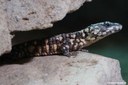 Smaug depressus